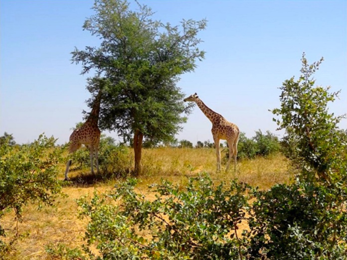 Prêt-à-partir plante des acacias (photos), des arbres à neem et des manguiers pour faciliter l'agriculture et favoriser la biodiversité avec le retour des girafes blanches dans la région - crédit prêt-à-partir