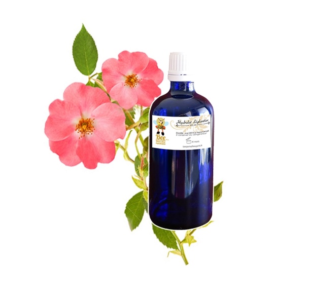 Eau d'églantier de Hammamet - DR Eau d'églantier de Hammamet - DR