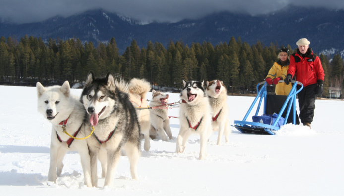 Les sorties en chiens de traineaux ont fait des adeptes (©Chamonix)