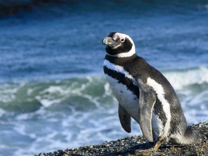 Manchot de Magellan - Peninsule Valdes - Patagonie Argentine Manchot de Magellan - Peninsule Valdes - Patagonie Argentine