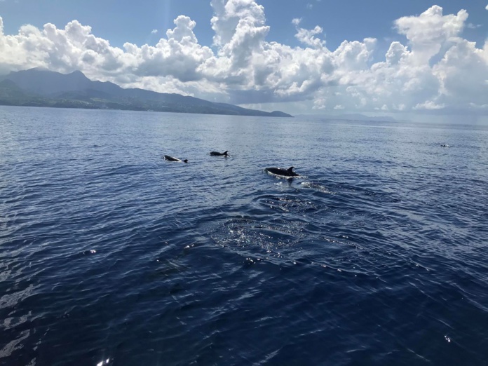 Les dauphins choisissent de s'approcher ou non du bateau, qui se place côté côte&nbsp;pour que les animaux puissent aller vers le large.  Ici : Navigation en Martinique © Voyage Sauvage
