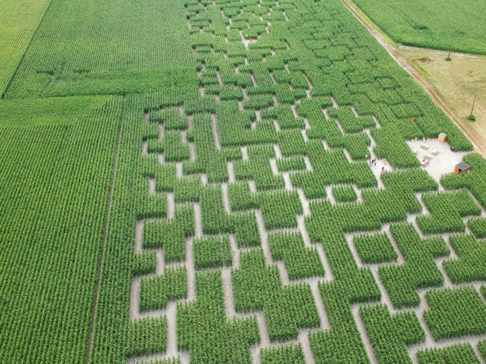 5 hectares qui seront récoltés en fin de saison 5 hectares qui seront récoltés en fin de saison