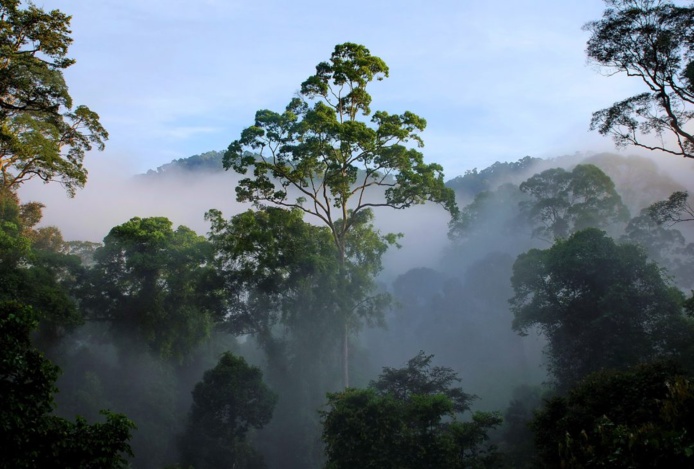 Forêt de Malaisie (DR Office de tourisme de Malaisieà