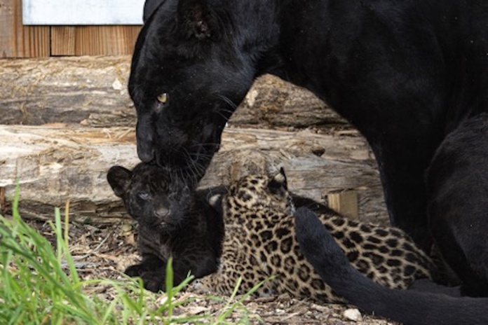 Emma et Ti'Punch ont donné naissance à deux petits jaguars - DR : Parrot World
