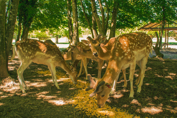 Un "camping" original où les animaux vivent en liberté (©Domaine de la Dombes)