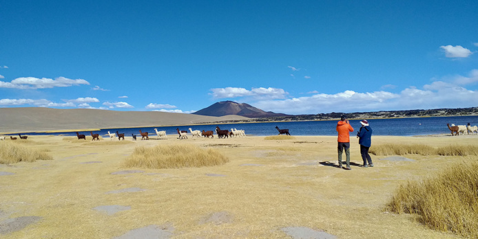 Caravane de Lamas Caravane de Lamas