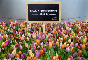 Pour accueillir les 200 premiers voyageurs en provenance d'Amsterdam, la gare de Lille-Europe était décorée de centaines de tulipes. DR