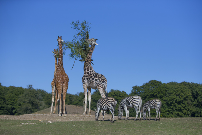 Une visite du parc en camion brousse (©Thoiry)