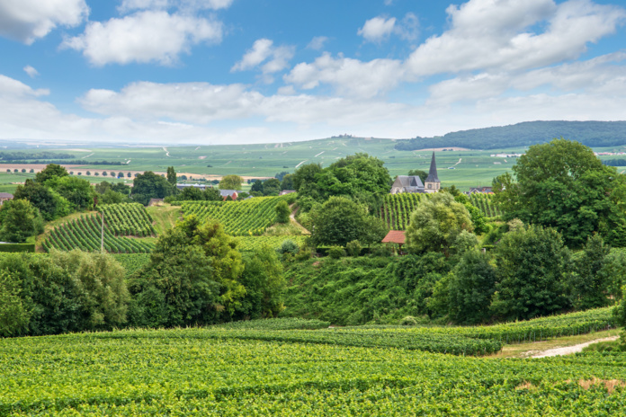 Le vignoble de Champagne de la Montagne de Reims (©DepositPhoto) Le vignoble de Champagne de la Montagne de Reims (©DepositPhoto)