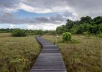 Sentier des savanes © CNES/ESA/Arianespace – Optique vidéo du CSG Sentier des savanes © CNES/ESA/Arianespace – Optique vidéo du CSG