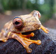 OTOG / grenouille Boana boans photo animalière