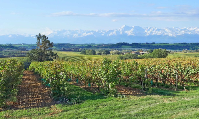Les vignobles du Sud-Ouest au pied des Pyrénées (©IVSO)