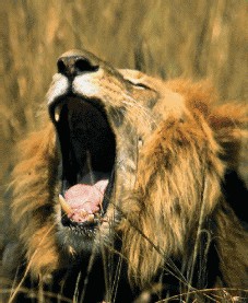 Le Kenya en promo avec Longs Courriers Le Kenya en promo avec Longs Courriers