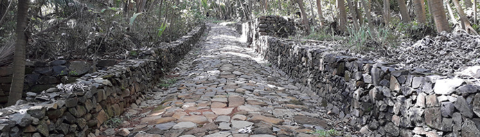 AGAMIS / Allée pavée construite par les bagnards et récemment restaurée (île Saint-Joseph)