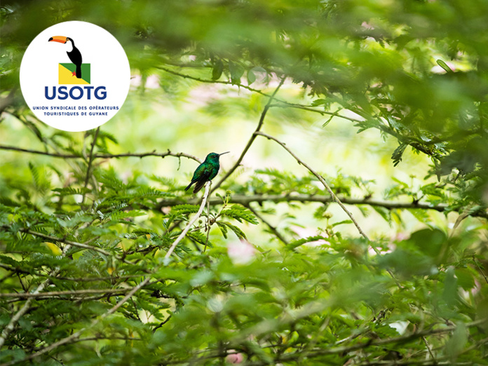 © CTG – Fenêtre sur l’Amazonie française © CTG – Fenêtre sur l’Amazonie française