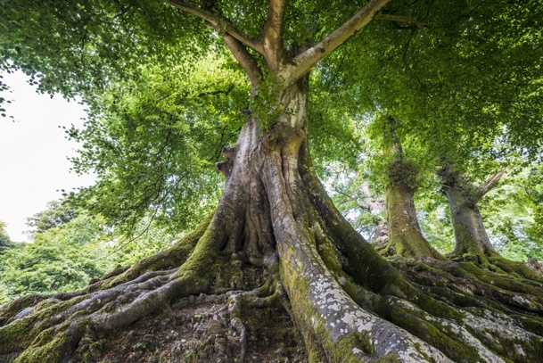 Le label europarc permet aux parcs régionaux français d'avoir une notoriété européenne. DR : © Vera Kuttelvaserova - Fotolia.com Le label europarc permet aux parcs régionaux français d'avoir une notoriété européenne. DR : © Vera Kuttelvaserova - Fotolia.com