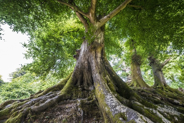 Le label europarc permet aux parcs régionaux français d'avoir une notoriété européenne. DR : © Vera Kuttelvaserova - Fotolia.com