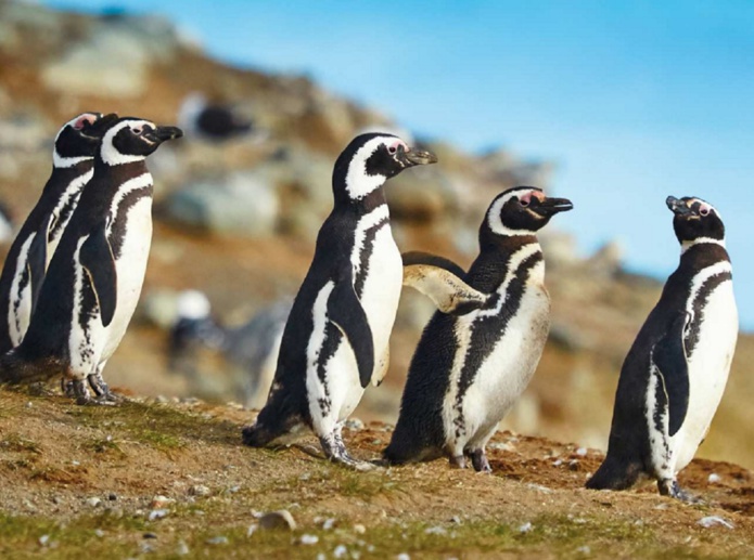 Trois départs de croisières en Patagonie sont programmés par Voyages d’exception - DR Trois départs de croisières en Patagonie sont programmés par Voyages d’exception - DR