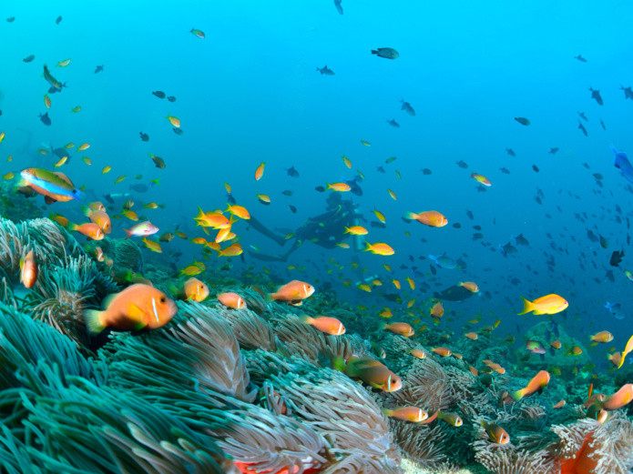 Voyage aux Maldives, quelles conditions d'entrée ?