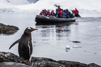 Gentoo Penguin et Zodiac, Antarctique © Susan Portnoy