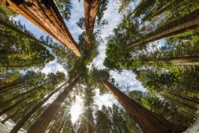 © Tom Bricker / Arbres gigantesques deSequoia Park