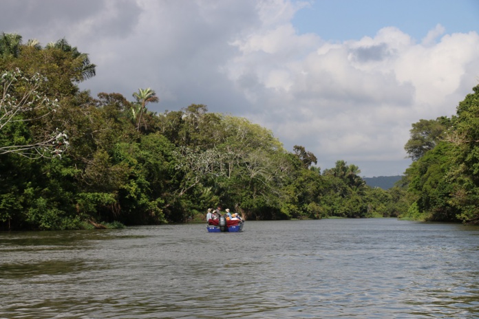 C’est à la saison sèche, d’août à octobre, quand les eaux baissent, que les chances d’observation en Amazonie sont optimales - DR : J.-F.R.