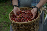 Région du Café. Finca El Ocaso. Photo Julian Madrid. Région du Café. Finca El Ocaso. Photo Julian Madrid.
