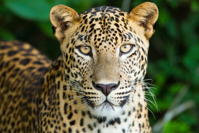 Egalement nommé, le Parc animalier de la Barben en Provence (©DR)