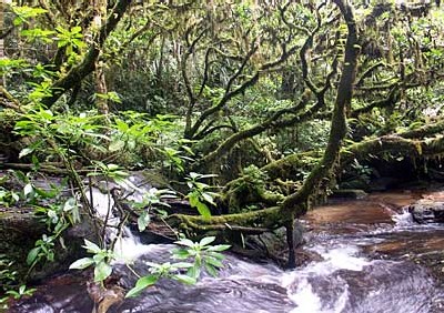 Rainforests of the Atsinanana Madagascar - © UNESCO/Rhett Butler