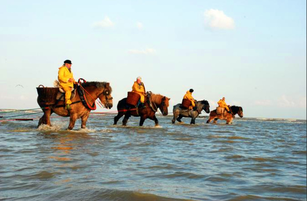 La pêche à la crevette,  des hommes en ciré jaune sur leur cheval de trait brabançons qui ont tant inspiré peintes, écrivains, poètes, sculpteurs, cinéastes et photographes. /photo dr La pêche à la crevette,  des hommes en ciré jaune sur leur cheval de trait brabançons qui ont tant inspiré peintes, écrivains, poètes, sculpteurs, cinéastes et photographes. /photo dr