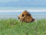 © Savanna Tours & Safaris © Savanna Tours & Safaris