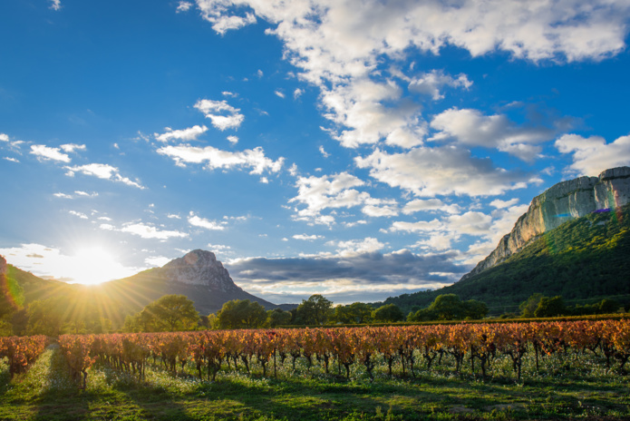 Les vignobles du Pic Saint Loup (©Hérault Tourisme)