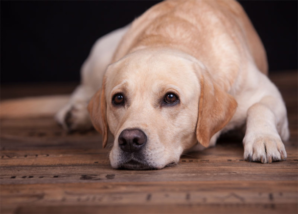 © rhtierfoto - Fotolia.com © rhtierfoto - Fotolia.com