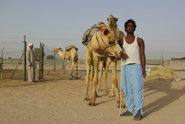 Organisées d’octobre à mars dans les Emirats mais aussi au Koweït, en Arabie Saoudite, au Qatar et à Oman, les courses de dromadaires suscitent une véritable passion - DR