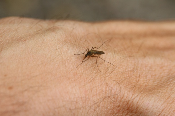 Le virus du Chikungunya, transmis par les moustiques, frappe les Antilles depuis fin 2013 - DR : © FedeCandoniPhoto - Fotolia.com