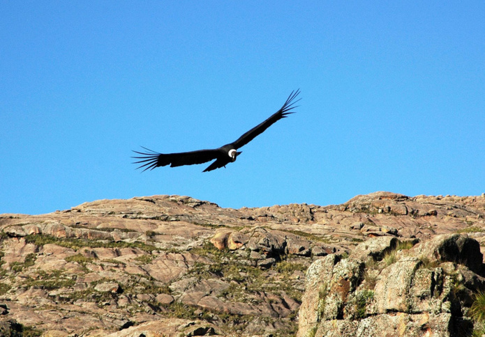 Condor dans les Sierras Centrales, Córdoba © INPROTUR