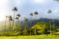 © Shutterstock, palmiers de cire vallée de cocora © Shutterstock, palmiers de cire vallée de cocora