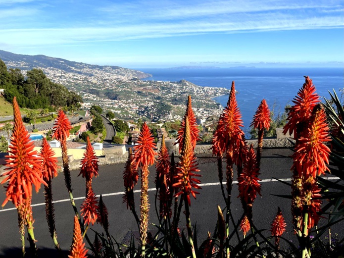 L'hiver, les fleurs éclatantes des aloe vera colorent les paysages de Madère (@PB)