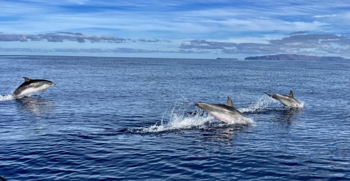 Madère est un endroit idéal pour observer dauphins et baleines (@Paula Boyer) Madère est un endroit idéal pour observer dauphins et baleines (@Paula Boyer)
