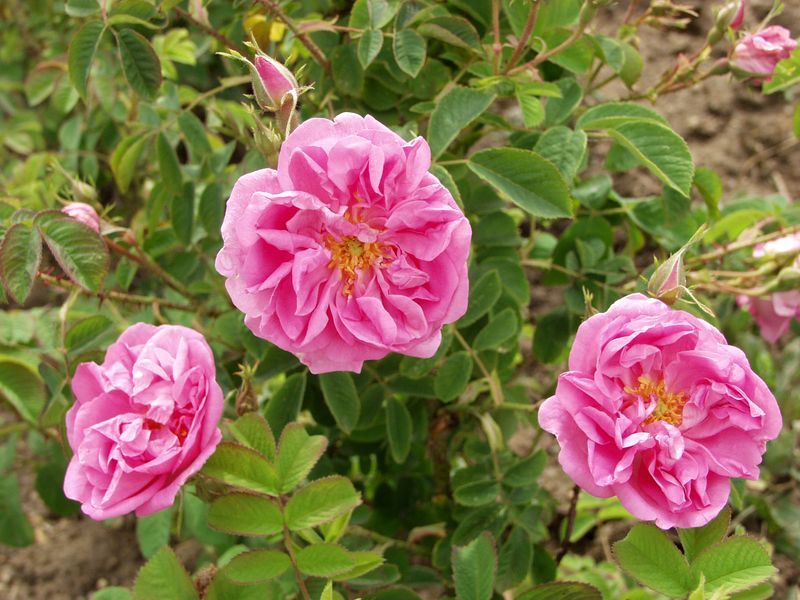 La rose bulgare, la plus prise au monde.