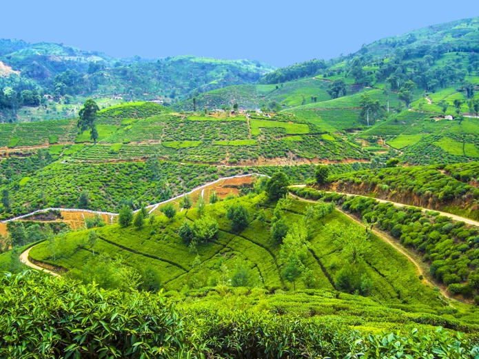 Le Sri Lanka : levée des formalités liées au Covid-19