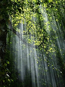 La sylvothérapie ou comment se ressourcer dans un "bain de forêt"...