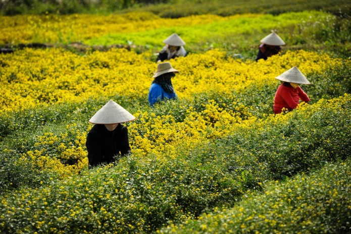 Meilleure période de l'année pour visiter le Vietnam