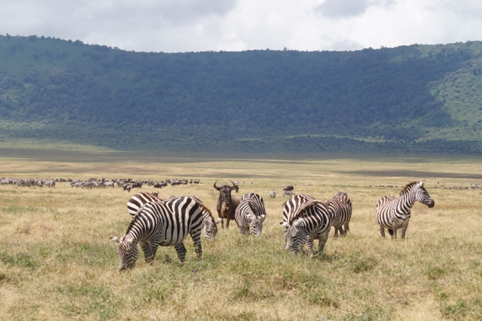 Dans le cratère du Ngorongoro, un lieu préservé classé par l'Unesco (@PB)