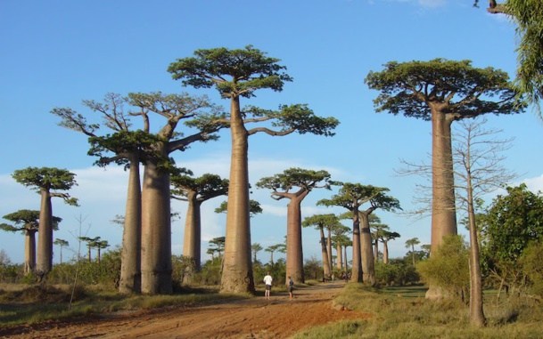 Instabilité, manque d'infrastructures... Madagascar peine sur le marché français