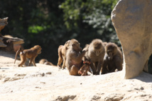 La planète des singes au Refuge de l’Arche - DR : JC Druais - Sud Mayenne Tourisme