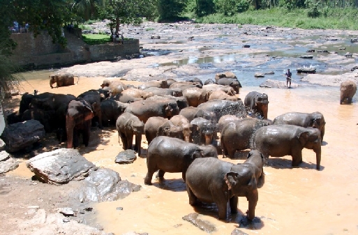 La toilette des pachydermes suivi de la visite à l'orphelinat, un must dans la visite de la destination (cliquer pour agrandir)