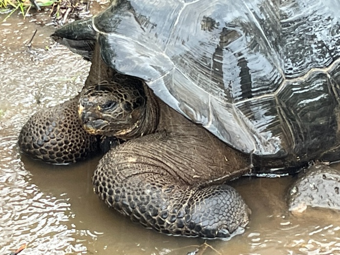 Les tortues géantes des Galápagos peuvent vivre jusqu’à 160 ans (@PB) Les tortues géantes des Galápagos peuvent vivre jusqu’à 160 ans (@PB)