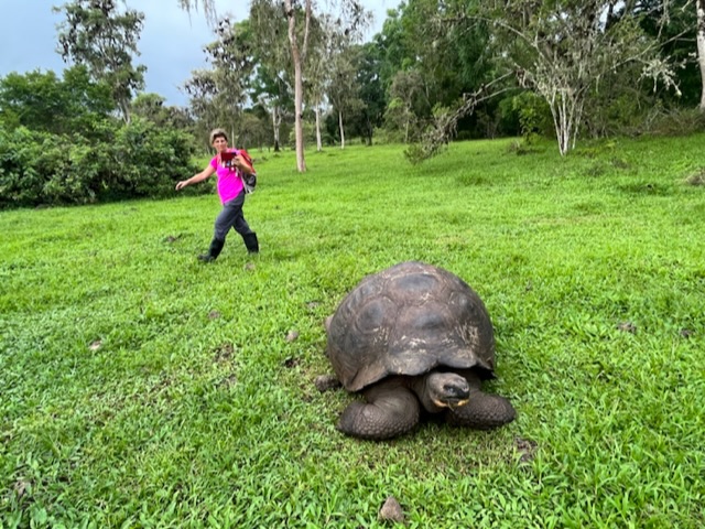 À la ferme Manzanillo. Menacées d’extinction il y a quelques décennies, les tortues des Galápagos ont été sauvées par les mesures de protection (@PB)