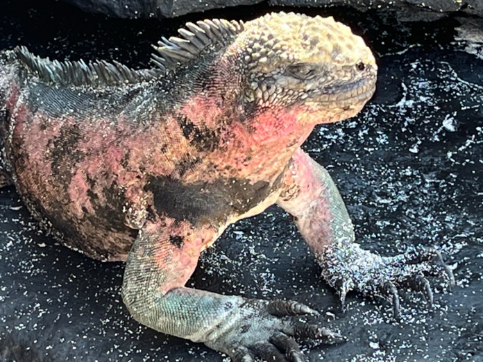 Malgré leur allure redoutable, les iguanes marins sont inoffensifs (@PB) Malgré leur allure redoutable, les iguanes marins sont inoffensifs (@PB)